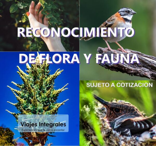 RECONOCIMIENTO DE FLORA Y FAUNA